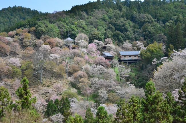 　ソンクラーンの休みを利用して日本へ花見旅行してきました。