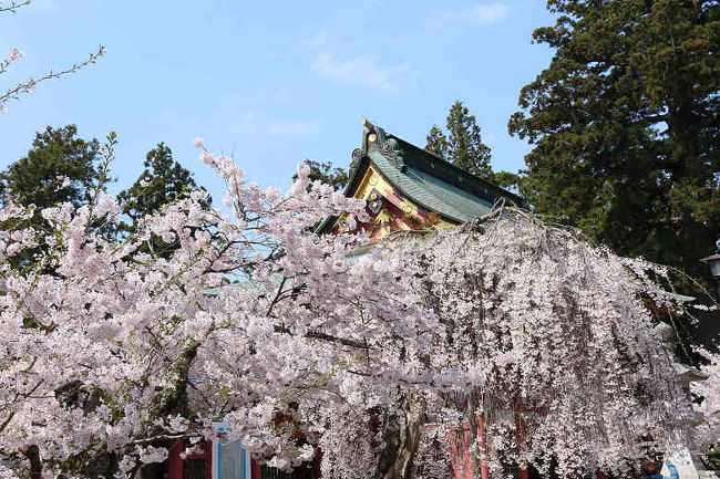 鹽竈神社の桜 -3
