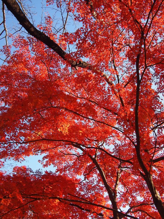 紅葉まっさかりの秩父へ。<br />秩父札所三十四カ所の一番から三番まで巡り、長瀞のもみじライトアップで紅葉狩り。<br />次の札所めぐりはいつになるかはわかりませんが、のんびり気が向いたときに巡ってみようと思います。