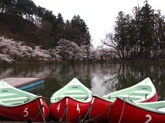 日本の桜名所100選、信州・須坂”臥竜公園”