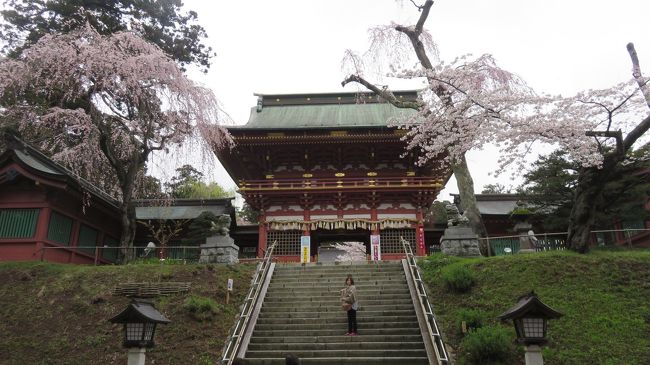 4月14日仕事の合間に塩竈神社に行ってきました。関東の桜は概ね葉桜になりました。仙台市内の桜が満開だったこともあり塩竈神社まで行ってきました。さすが種類も豊富で花見を楽しみにやってきた人達もレジャーシート広げてました。