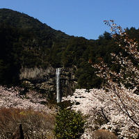 桜の花に囲まれて那智大滝・青岸渡寺・那智大社めぐり