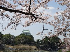 桜満開の名古屋城と千鳥ヶ淵の夜桜