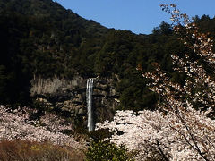 桜の花に囲まれて那智大滝・青岸渡寺・那智大社めぐり