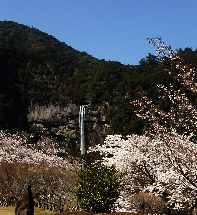 那智大滝は、大学時代に一度訪れたことがあるきりで、約40年ぶりとなりました。青岸渡寺と那智大社は今回が初めてです。<br />快晴の天気、しかも桜の花が満開という幸運に恵まれました。<br />那智大滝は飛瀧神社から見上げると、山のてっぺんからエンジェルフォールのように流れ落ちているように見えますが、青岸渡寺や那智大社から見下ろすと、滝口は山の中腹であることが分かります。<br />今回は短時間の滞在でしたが、次回はぜひ、熊野古道の一部を歩いてみたいと思います。
