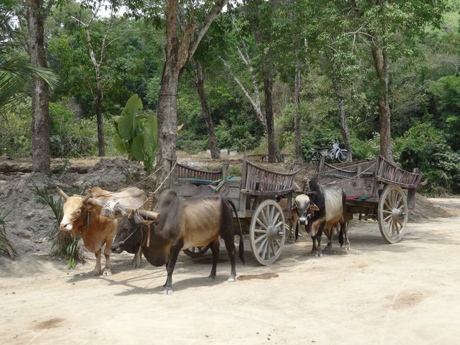 旅ごとに人種、宗教、風土の異なる国へ、あるいは自然、街、遺跡、、、<br />いろいろなところへ子どもたちを連れて行ってやりたいと思っています。<br /><br />とはいっても交通上行きやすいところや子どもたちが楽しめそうなところ、旅に向いた季節を考えると選択肢は絞られてきます。<br /><br />流行しているいくつかの伝染病、そして近年のほぼ世界的な治安の悪化も気になるところです。言葉は通じなくても気持ちが通じる世界でありますように。<br /><br />あれこれ検討した結果、今年の春休みははタイに行くことにしました。深夜便だったので体調を崩さないか、フェリーで船酔いしないか、暑さに参らないか、末っ子がさまざまなアクティビティに参加できるか、いろいろ心配がありましたが無事、楽しむことができました。<br /><br />３/２８　千歳空港からプーケットへ、深夜ホテル到着<br /><br />３/２９　フライングハヌマーン、タイガーキングダム<br /><br />３/３０　ピピ島へ<br /><br />３/３１　ピピ島現地ツアー、プーケットに戻る<br /><br />４/　１　象乗り<br /><br />４/　２　パンガー湾にてシーカヌー<br /><br />４/　３　早朝便にて帰国