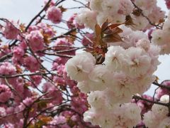 20150418-2 浜離宮庭園 ようやくのお花見は、見頃の八重桜で