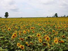 2007年夏の北海道旅行は道北ぐるっと一周り（その1、北竜町ひまわりの里から日本海オロロンラインを通って稚内へ）