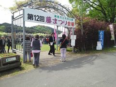 和気公園第12回藤まつりを訪れて　※鹿児島県霧島市