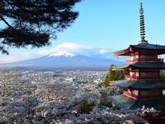 【下田～箱根：3日目】海外で有名な新倉山浅間公園からの満開のさくらと富士山眺望