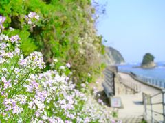 週末鴨川旅＠鯛の浦遊歩道