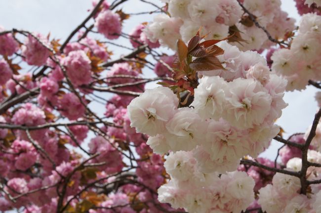 ソメイヨシノの見頃はずいぶん前に終わって葉桜でしょうけど…天候イマイチな土曜日が続きましたんで、ようやく今年初めてお花見に。ちうても、千鳥足のおっさん一人ですから、のどかにお散歩するだけですが。