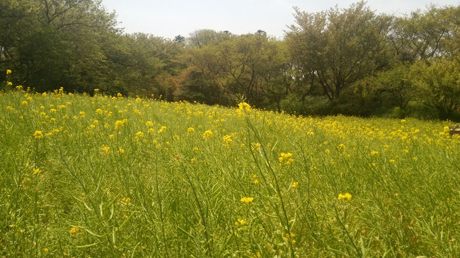 去年は4月の終わりに行きましたが、有名な頂上の菜の花が残念なことに…<br />今年こそはと思ってましたが、4月の天候不純や子ども達の学校行事であっというまに4月も半ばすぎ(*_*;<br />見頃はちょっと過ぎましたが、本当に綺麗な菜の花畑でした♪