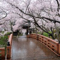 春の薫りに誘われて…東濃・木曽・上伊那横断記【８】～麗しき“天下第一の桜”に酔いしれる 高遠城址公園・春雨編＆信州唯一のウイスキー蒸留所へ♪～