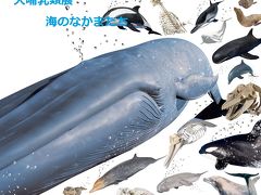 大哺乳類展「海のなかまたち」を見に行ってきました。　