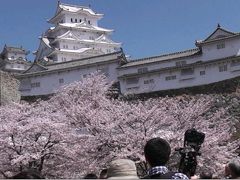 姫路城と桜