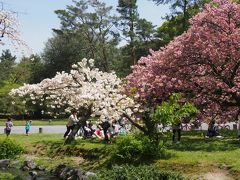 久しぶりの快晴！  京都御苑・出水の小川の里桜     咲いてて良かった！ティコもちょっぴり水遊び