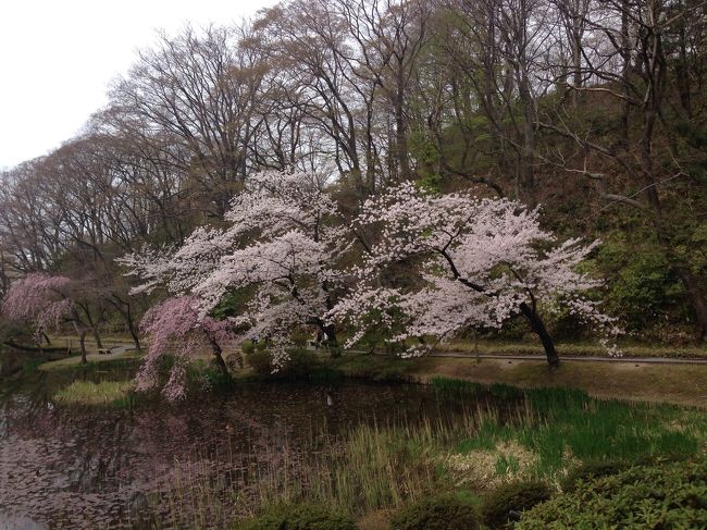 天気が、良かったので、秋田市の桜の名所、千秋公園に行きました。