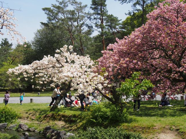 久しぶりにいいお天気になったので、京都御苑まで出かけてみようという事になりました。<br />最初はまだ桜が咲いてそうな平野神社に行こうと思ったのですが、いつも留守番隊長に任命されて怒っているティコも一緒に行ける御苑にしました。<br />車は御苑の駐車場に。桜の盛りが過ぎているので空いていました。