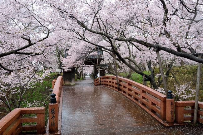 東濃・木曽・上伊那を横断する旅もついに最終日へ。<br /><br />前日の夜、以前からずっと訪れてみたかった「高遠城址公園」で夜桜を堪能したところですが、せっかくここまで来たからにはやっぱり昼間の桜も見てみたいな～と思い、頑張って早起きして朝１番でホテルを出発し、再度「高遠城址公園」へ☆<br /><br />この最終日は生憎のお天気でしたが、それでも春雨に濡れるタカトウコヒガンザクラの淡いピンクの花が公園全体を包み込む光景は、さすがに“天下第一の桜”と称される麗しさでした♪<br /><br />そして、帰路の途中に“信州唯一の蒸留所”へ立ち寄り、工場見学とともにお土産に限定ウイスキーを購入し、この春うららかな地を巡る旅を締めました｡｡｡<br /><br />【 旅の行程 】<br />・ホテル ルートイン伊那インター ～ 高遠城址公園 ～ 本坊酒造信州マルス蒸留所 ～ 早太郎温泉 こまくさの湯 ～ 中津川駅 ～ 中部国際空港<br /><br />【 春の薫りに誘われて…東濃・木曽・上伊那横断記 】<br />〔４月10日～11日 /（移動）～ 岩村（岐阜県恵那市）〕<br />・旅行記その１～明智鉄道に乗り、麗しき女城主の里へ① 日本三大山城・岩村城登城編～<br />　http://4travel.jp/travelogue/11003282<br />・旅行記その２～明智鉄道に乗り、麗しき女城主の里へ② 岩村・重要伝統的建造物群保存地区散策編～<br />　http://4travel.jp/travelogue/11004346<br />〔４月11日（午後） / 苗木（岐阜県中津川市）〕<br />・旅行記その３～麗らかなる“古城の春” 苗木城跡＆苗木さくら公園へ～<br />　http://4travel.jp/travelogue/11004946<br />〔４月12日（午前） / 馬籠宿（岐阜県中津川市）～ 妻籠宿（長野県南木曽町）〕<br />・旅行記その４～閑麗なる江戸の宿場情緒が残る町並み① 中山道・馬籠宿を歩く～<br />　http://4travel.jp/travelogue/11009659<br />・旅行記その５～閑麗なる江戸の宿場情緒が残る町並み② 中山道・妻籠宿 重要伝統的建造物群保存地区を歩く～<br />　http://4travel.jp/travelogue/11010699<br />〔４月12日（午後） / 福島宿（長野県木曽町）〕<br />・旅行記その６～“天下の四大関所”と古刹の庭園＆時雨桜 中山道の要衝・福島宿プチ散策～<br />　http://4travel.jp/travelogue/11011799<br />〔４月12日（夜）～13日 / 高遠（長野県伊那市）〕<br />・旅行記その７～麗しき“天下第一の桜”に酔いしれる 高遠城址公園・夜桜編♪～<br />　http://4travel.jp/travelogue/11000569<br />・旅行記その８～麗しき“天下第一の桜”に酔いしれる 高遠城址公園・春雨編＆信州唯一のウイスキー蒸留所へ♪～<br />　（この旅行記）