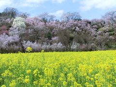 福島の桃源郷！花見山公園♪～２０１５前編～