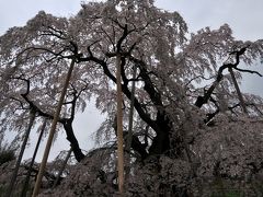 2015年春　三春に桜を見に行ってきました