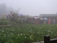 のほほん台湾(2015年 その３・台北～カラーと傘の花咲く陽明山）