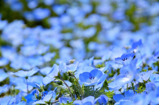 オッサンネコです。<br /><br />平日休みを利用して、家族でポティロンの森に出かけて来ました。<br />本当は国立ひたち海浜公園にネモフィラを見に行きたかったのですが、<br />体調を崩してしまいちょっと距離的にきついなと。<br />でもポティロンの森なら規模は少ないけどネモフィラが見られると聞いて、いそいそと出かけてきました。<br /><br />当初はこの旅行記に載せるまでもないと思っていたのですが、たまたま「茨城県のふなっしー」こと、<br />ねば～る君に遭遇する事ができたので、自分の記憶の為にも残しておくことにしました。<br /><br />その時の記録です。