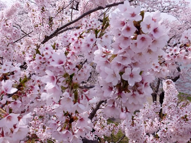 毎年来ている岩手県北上市の展勝地のさくら祭。<br /><br />もういい加減、毎年だと飽きるかと思いきや、そこはそれ、<br /><br />桜を愛する日本人ですから♪飽きる事なんてないのです。<br /><br />毎年、この桜の季節を長い長〜い冬の間、待ちわびているのです。<br /><br />今年は例年になく、本当に外国人が多く来ていました。<br /><br />とても嬉しく思います♪　ウェルカム・岩手(^O^)／