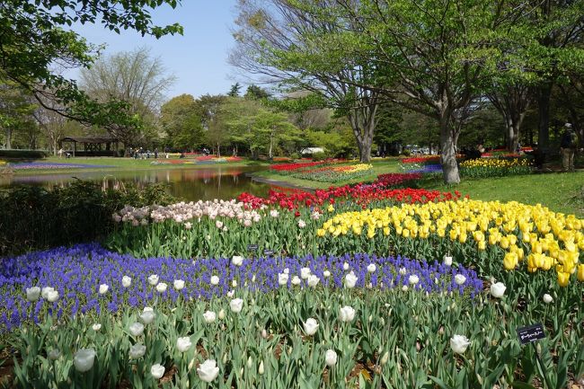 フォートラベラーの皆さんの写真を見て、初めて昭和記念公園を知りました。本当にあんな綺麗なチューリップが見えるのかしら・・と。チューリップの咲き具合を気にしながら、電車に2時間以上揺られて行って参りました。