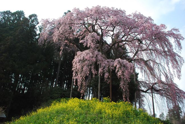 桜前線が北上し、福島の桜が見頃になってきます。<br /><br />福島は桜の名木が多いところです。<br /><br />今日は二本松から「バスで巡る桜の名所号」に乗り、二本松の桜めぐりをします。<br /><br />東京から東北本線に乗り、二本松へ向かいます。<br />きっぷは北海道＆東日本パスを使います。