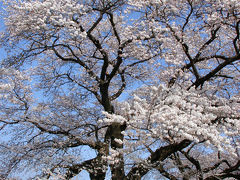 桜をみにいこう ～一目千本桜