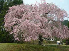 遅咲きの桜を観に京都へ（常照皇寺~原谷苑~平野神社）