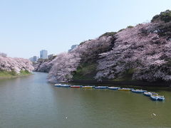 春爛漫、東京桜紀行２０１５～千鳥ヶ淵～