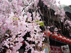 桜と着物と都をどり♪春の京都を歩く週末旅