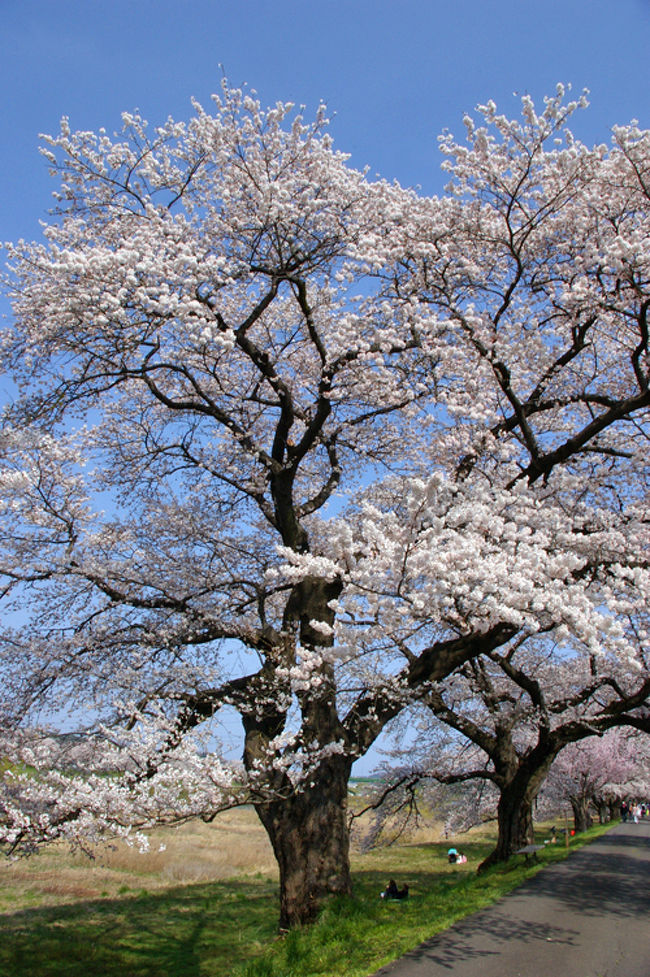 桜をみにいこう ～一目千本桜