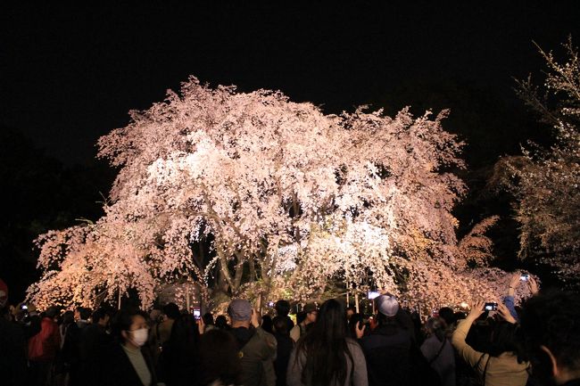 今年は例年以上に桜見物に出かける機会に恵まれました。<br /><br />2015年の桜たち、一挙公開です(笑)<br /><br /><br />3月29日(日)上野、谷根千<br />3月30日(月)六義園<br />4月4日(土)東京ドイツ村<br />4月5日(日)皇居東御苑