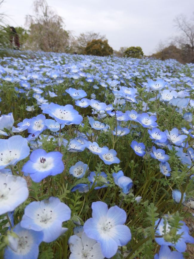 4月19日、昭和記念公園のお花たちです。<br /><br />国営昭和記念公園<br />http://www.showakinen-koen.jp/