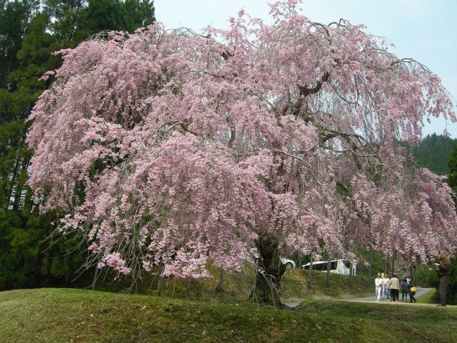 例年は4月中旬に咲くと言われている桜を観れる筈のバスツアーを予約したのですが、今年は全般に早く咲いたようです。<br />常照皇寺の「九重桜」は生憎見れませんでした。最近人気の「原谷苑」は4月初めから末までいろんな桜や、季節の花々が楽しめると言うところです。<br />「平野神社」もいろんな桜があって、比較的長く楽しめるところなのですが、此方も少ししか残っていませんでした。<br />でも、予てから行きたかったところでしたし、開花は予測できませんものね。おおむね観れたのでよかったです。