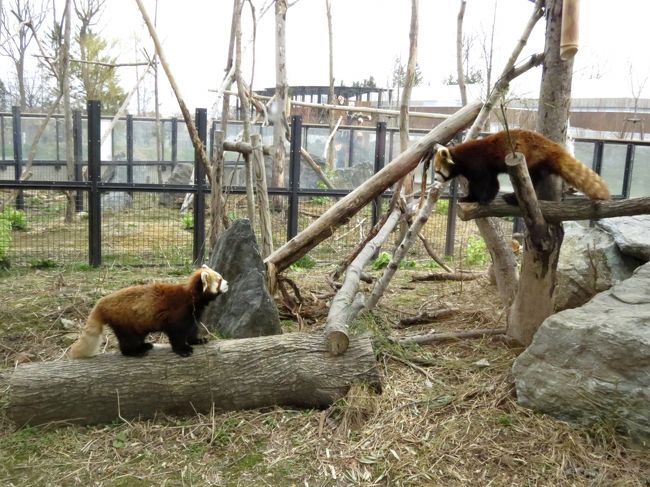 昨日（旅行記→http://4travel.jp/travelogue/11001576 ）に引き続き今日も札幌市円山動物園（マルズ）です。<br /><br />今日、４月１９日は４１９で飼育の日・・・日本各地の動物園で様々なイベントが催されています。<br />普段からファン向けイベントの多いマルズだけに飼育の日はさもあらん、と思いきや、飼育の日とは銘売っているもののその実、普段とあまり変わりのないイベント構成になりました。<br /><br />昨日から屋内展示室で展示復帰したホクト君は引き続き今日も展示でした、昨日に少しはしゃぎすぎたのか、少し動きが重いホクト君ですが順調に回復に向かっているようです。<br /><br /><br />これまでのレッサーパンダ旅行記はこちらからどうぞ→http://4travel.jp/travelogue/10652280