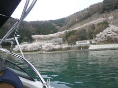 琵琶湖,湖北の桜