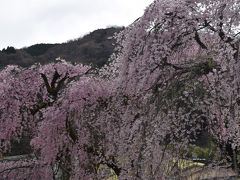 桜を追って箱根まで・・・しだれ桜通りを散策＆温泉も