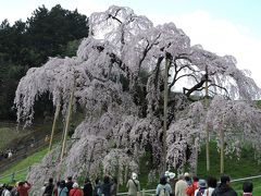 福島の桜①「三春の滝桜」