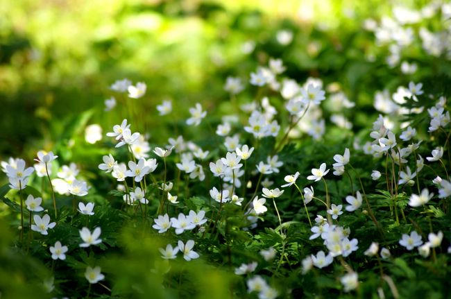 ☆福島県の季節の移り変わりを山野草や風景を中心に紹介している「福島・四季・彩々」、<br />このシリーズは回を重ねてもうＰａｒｔ,４３です。<br />歳を重ねるとともに１年はあっという間で、春本番を迎え野の花が一斉に咲きだすと<br />また忙しなく野や山を駆け巡る日々です。<br />昨年とまったく変わらない春の一日に進歩が無いと思いつつ<br />このありふれた日々に幸せや有難さを感じたりしています。