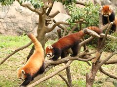 春のチューリップとレッサーパンダ詣（４）多摩動物公園（後編）レッサーパンダの子パンダ・トリオを見るなら今のうち！！