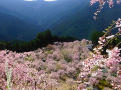 桜・サクラ・さくら、２０１５年の桜巡りは、奈良で完結！