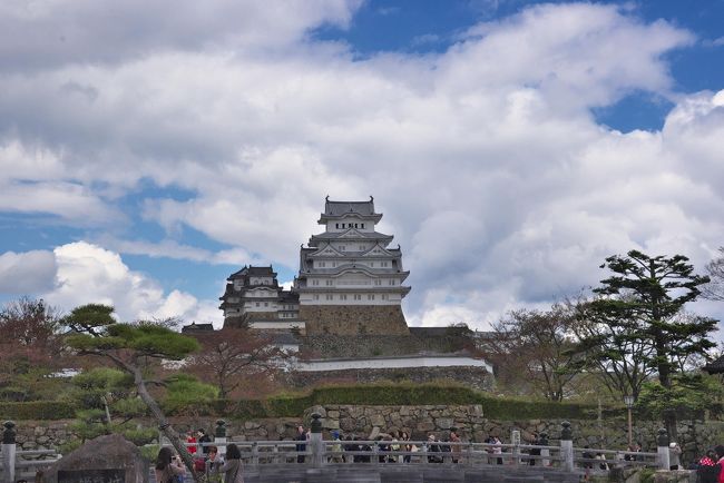またまた行ってきました世界遺産。今回は平成の大修理を終えてグランドオープン(3/27)した姫路城。<br /><br />桜の季節も終わってそろそろ空いてくるだろうあたりで、天気のよさそうな日を狙ってスケジューリングしたら、4/14〜4/15。tenki.jpの10日前予報では両日とも晴れ。ここで、明石出張をむりやりつくって、14日の午前に明石で仕事。午後に隣の姫路に移動し、夕方のライトアップまで見物。ホテルで一泊して翌日午後までさらに見物して帰路という予定。<br /><br />まずはホテルの確保。例によって旅行の際には「温泉」を必須にしているので、姫路城付近で温泉郷を探したけど姫路からはちょっと遠くて車でないと行けない。もっと近くにないかと探すとありました。「ホテル　ドーミーイン　姫路」。<br />温泉かけ流しではないけど、温泉大浴場があるビジネス(シティー?)ホテル。姫路駅から3分という絶好のロケーション。<br />宿泊予定の14日は、朝食つきで1万円ちょっと。前日(13日)なら7千数百円のプランが残っている。13日泊にしたかったけど天気予報が雨だったので、ちょっと高いけど14日で予約。<br /><br />その後天気予報を見ていると、14日はどんどん予報が悪くなって、なんと雨模様。15日は晴れ予報が続いているので、最悪14日の見物はあきらめたとしても15日は期待できそうだったので、14〜15日で強行しました。<br /><br />さて、14日。明石に着くと雨。２時くらいまで仕事して西明石駅から新幹線で隣の姫路へ。<br />この辺では雨がやんでいました。<br />16:00頃姫路駅に着いてまずはホテルへ。姫路駅は中央に南北につながる自由通路があって、北口は姫路城方面になります。<br />ドーミーイン姫路は南口から3分とのことで、南口を出ると目の前がロータリー、その先が日航ホテル。ドーミーインはその裏手にありました。ロータリーを渡って日航ホテルの左側を迂回するとすぐ見えます。<br />チェックインして部屋に荷物を置いて身軽になって、まずは姫路城に向かいます。<br /><br />姫路駅から姫路城に向かう足はというと、「ループパス」。姫路駅を出て姫路城の周りをぐるっと回って姫路駅に帰ってきます。1回乗車で100円。1日券なら300円。歩いてもさしたる距離ではないけど、とりあえず乗ってみることにします。<br />乗り場はちょっとわかりにくくて北口あたりを探してみたけどわからない。<br />駅ビルの北口左側に観光案内所があったので場所を聞いてやっとわかりました。<br />北口正面にやや丸い屋根の交番が見えて、その左(裏手?)がループパスのバス停。行ってみると発車前のバスが停車していて、早速乗り込んですぐに発車。この季節の平日運行は1時間に2本です。<br />数分で姫路城正面入り口の大手門・桜門橋(復元もの)前に到着して下車。<br /><br />早速、桜門橋をわたって大手門をくぐって入ります。入るとすぐ大きなグランドほどありそうな広場があって、その先に姫路城大天守がさえぎるものなく見通せます。まずは絶好の撮影ポイント。大天守の景観を撮影したり、大天守をバックに記念撮影したりと、カメラやスマホやタブレットでみんな撮影しています。外国人も多い。中・韓もいるけど、欧米系、ヒスパニック系が非常に多い。さすが世界遺産。ただ、平日午後ということでとても空いていました。<br /><br />左へ回ると千姫ぼたん園。ここは2つの櫓が見渡せるポイントになります。それから桜の木のむこうに大天守が見えます。<br />そこから右に下りてゆくと有料ゾーンの入り口があって、その付近も絶好の撮影ポイントになります。<br />広場を右に見てさらに右に回ってゆくと、お城の外周をまわるルートに入れます。お城の東側から北、西と外周を回って正面の大手門に帰ってきます。ただし、このルートはほとんど見るものがありません。大天守は樹木に隠れてしまってまったく見えません。ただ回ってみただけということ。<br /><br />再度大手門から入って広場の左を回って、有料ゾーン入り口をかすめて右へ回り、最後は美術館へたどり着くルート。ここは、美術館と動物園の間の道路からのショットがお勧め。お堀を前景に入れた大天守の写真もお勧めです。<br />さらに城郭内に少し戻ると、大天守を間近で見上げて石積み・大天守を入れたショットのポイントも。<br />ところで、自転車は正面の大手門からは入れないし付近に駐輪場もありませんが、美術館入り口から少し城郭に入ったところには自転車置き場が設けられているので、レンタサイクルなんかの場合はここがお勧めです。<br /><br />さて、この日わざわざ夕方近くに姫路に着いたのは、姫路城ライトアップが見たかったから。<br />18:00スタートだと思っていたが時間になってもいっこうにライトアップしない。歩き疲れたので、城郭を出てそこらで夕飯でも食っていればライトアップが始まるだろうと予想して、とりあえず食事。<br />7時くらいになって見てみるとライトアップされていたので、城に戻って、さっきのルートをもう一度めぐって、ライトアップされた大天守や櫓を撮影しまくりました。<br />本日はここまで。ループバスはとっくに終わっていたので歩いてホテルに戻りました。<br />今日はトータル10km近く歩いたんではなかろうか。足の付け根が痛くなってダウン寸前にホテルに到着しました。<br /><br />さてホテル。普通のビジネスホテル然としていますが、温泉大浴場(最上階)があるのがミソ。温泉かけ流しとはいかず循環式ですが、殺菌の塩素臭もほとんどなく快適でした。夜は星を見ながら露天風呂、朝は朝日を見ながら露天風呂。<br />朝食は和が中心のバイキング。味は普通かな。でもアサリの味噌汁はバカ旨でした。<br />新幹線の駅前で、一泊朝食つき、温泉つきで1万円。ま、こんなもんか。<br /><br />2日目。ゆっくり起きて8:30頃ホテルで朝食。その後一風呂浴びてチェックアウト。荷物を姫路駅のコインロッカーに預けて、10:30発のループパスに乗って姫路城着。<br />朝方は青空が広がっていたが、「大気が不安定」とのことで雲が多くわずかに青い隙間が見える程度。<br /><br />今日の一番のお勧め撮影ポイントは「イーグレひめじ」。<br />大手門から姫路駅方向をみて左対面に広場があって、その先がイーグレ姫路。大手門から歩いてすぐ。<br />多目的ビルです。屋上（5Ｆ）に「展望庭園」があって無料で入れます。<br />ここがなぜお勧めかと言うと、「水平に近いアングル」で展望できるから。<br />それと、天守だけでなく櫓を含めた城郭全体を一望できるから。<br />城の近くや城郭内だと見上げるアングルだけになるので、見上げないアングルは貴重です。それに城郭全体を素通しで見渡せるのもここだけ。<br />なお、ここでの撮影には望遠レンズもあると便利。水平に近いアングルで、大天守をどアップで撮るには、100〜200ｍｍくらいの望遠が必要です。<br />私は持っていかなかったので後悔。<br /><br />さて、貴重なアングルで撮影しまくってから城内へ。<br />今日のメインは天守に昇ること。大手門から入って、広場を右に見ながら進むと入場券売り場があります。そこで入場券を買って有料ゾーンに入り、大天守の中の階段を上がって行きます。<br />ところで、入場券売り場の前でスタッフが整理をしながら「整理券」を配布しています。何に使うかというと、この整理券は大天守に入るときに回収され、その数から大天守内に入場している人数を把握して、必要なら入場制限をするためらしい。<br />今日は昨日と違って大混雑。平日でも午前中は混むそうです。これが午後2時ころになるとぐっと空いてくるそうです。そういえば昨日の4時ころはがらがらでした。<br /><br />さて、整理券をもらって、入場券を買って中に入ります。しばらくして大天守入り口。ここで靴を脱いで用意してあるポリ袋に入れて自分で持って入場。昨日と違ってとても混んでいて、大天守2Ｆにあがったところで人ごみで大渋滞してストップ。後ろを見ると、私の2〜30人後は人がいません。あ-、入場制限されたんだ、と理解。<br />大渋滞も、3Ｆに上がる階段からはそこそこスムースに流れるようになって、6Ｆ（最上階）まで行列が順調に進みました。そこまで、各階のフロアーを半周しながらかなり急な階段を上るだけで、さして見るものはありません。<br /><br />最上階には神棚があって、みんなお賽銭を入れて、鈴を鳴らして拝んでいます。行列のまま最上階をぐるっと回って降りる階段へ行くだけ。ぐるっとしている間は、壁ののぞき窓から下界の写真を撮れます。窓にガラスがなくて格子だけなので、格子の間からレンズを突き出して撮影可能。<br /><br />ただただ足早に急な階段を何段も降り、靴を履いて退場です。<br />狭い通路を過ぎると大天守前の広場があって、ここは、かなり見上げるアングルですが大天守・小天守をアップで撮影できるところ。石積みまで入れようとすると見物人が入り込みますが、これは仕方がない。<br /><br />有料ゾーンを出て13時くらい。そろそろレストランなんかも空いているだろうと思って、大手門前のみやげ物屋兼食堂を覗いてみるとまだ行列を作って並んでいる。少し離れれば空いているかなと思って、午前中に行ったイーグレひめじに行ってみると、予想通り日本食堂があって、空いている。<br /><br />お一人様ご案内されて、テーブルでメニューの最初に出てくる「しすら丼」を注文。しばらくして料理が運ばれてきてびっくり。器がでかい！！！。<br />ふた付のお椀型の器で、直径40〜50センチはあろうか。どんだけ大盛りなんだと不安になってふたを取ってみると、中にしらすがたっぷりのご飯がありました。量はふつうの大盛りくらいで安心しました。<br />記念に、店員さんに断って器の写真を撮らせてもらいました。<br />味はというと、なかなかいける。「お好みで醤油をかけて」とのことだったので醤油をかけて食べてみるとこれまた美味。ただし、半うどんと名物のおでん3品がついて1900円ほどはちとお高い。<br /><br />名物（？）料理で満腹して再びお城へ。帰りの新幹線の時間まで楽しませてもらいます。<br />たっぷり撮影しすぎて時間が足りなくなり、姫路駅へはタクシーで。810円でした。<br />新幹線に乗って帰路に。<br />天気は曇りでしたけど十分楽しめました。<br /><br />まとめ<br />天気がよければ、青空をバックにした白いお城写真が取れたはずなのに、ずーと曇りで少々残念。<br />それから、いろいろな方角から写真を撮ろうとするとかなり歩きます。<br />そして、イーグレひめじは絶対お勧め。望遠レンズを忘れずに。<br />姫路城は、さすがにでかくて迫力があります。<br />こんなでかいものがよく戦災にあわずに残ったものだと感心しました。・<br /><br /><br /><br /><br /><br /><br /><br /><br /><br /><br /><br /><br />