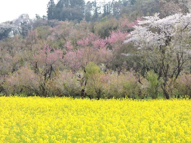 ３・１１の年に一度友達に連れて行ってもらって以来です。<br />あの頃、風評被害で、東北に誰も観光客が来なくて、花見山も閑古鳥が鳴いていましたが、今年は、いっぱいの観光客でにぎわっておりました。<br />時間の都合もあり、上まで登れなかったし、体力が・・・<br />１５分コースをさらっと、見て来ました。<br />それにしても、聞こえてくるのは、何語でしょう？<br />今流行のタイのかたたちか？<br />ここはいろんな色の花が楽しめて、いい所です。