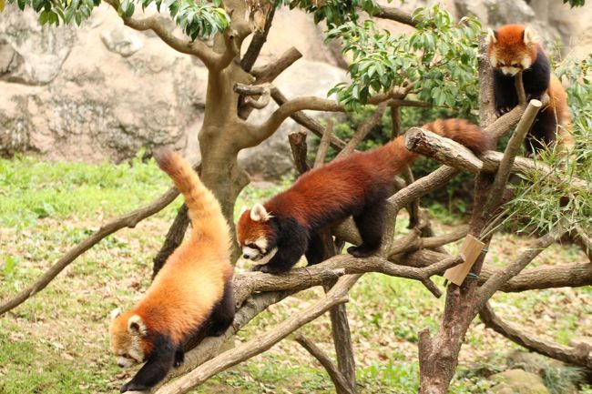 多摩動物公園の去年2014年生まれの子パンダ・トリオ！<br />前回会ったのは先月の３月８日ですが、それでも、今のうちにもう１度ぜひ会いたかったの！<br />今を逃すと、今度、多摩動物公園に行けるのは、きっと秋。<br />その頃までトリオが解消しない保証はなく、動物園や血統管理の都合で、誰かが他園に移動になるかもしれないのです。<br />子パンダの移動は思った以上に早いです！<br />だから、今のうちにもう１度じっくり見ておきたかったのです、仲良しでやんちゃな子パンダ・トリオを。<br /><br />今回も、子パンダたちがバックヤードから出て来る姿がばっちり見られました！<br />夕方、バックヤードに収容されるところは見逃してしまいましたけど。<br /><br />子パンダが出て来る前に、赤ちゃん、赤ちゃん、と楽しみにしていたギャラリーがいたので、つい余計な世話ながら、もう中学生ぐらいで、赤ちゃんというより子供で、大きいですよ、と言ってしまったりしました。<br />それだけ私自身がハイテンションだったというわけで。<br /><br />だけど、体は大きくなったけど、あどけなさは伝わってきます。<br />やっぱり子パンダだなぁというのは、レッサーに詳しくないギャラリーもよく感じ取っていたようです。<br />リンゴの探し方、笹の食べ方、バッティングしたときや、ただ走っているときなどにも、ほんとに子パンダらしさがにじみ出ていました！<br /><br />前回に比べると、バトルの時間は短くなりました。<br />延々とバトっていることがなくなりました。<br />今回、たまたまそうだったのか、だんだんと短くなっていくものなのかは、そんなに頻繁に会いに来られたわけではないので、分からないです。<br /><br />あいかわらずライライはヤンヤンが好きで、一緒に過ごす時間が多かったです。<br />ヤンヤンとライライが２頭で行動しているときに、フーフーはマイペース、というシーンが今回もたくさん見られました。<br />でも、ヤンヤンとライライがそろってモートの下を下りてしまったときは、上から見ていたフーフーが行きたそうにしていたこともありました。<br />また、いつもへたれやすいのはフーフーだったのに、ヤンヤンのへたれ姿が見られたり、一番小柄なライライが一番元気だったりと、子パンダを見に来るのが３回目ともなるので、前回まで見られなかったいろんな姿も見られました。<br /><br />春になって動物園日和になり、ギャラリーは多くなりましたが、多摩動物公園のレッサーパンダの屋外放飼場はとても広く、見やすいです。<br />そして可愛い子パンダはトリオで、昼寝もせず、ずっと活動していたので、ギャラリーが多くても誰かしら見やすくて、問題ありませんでした。<br />それに、みんなが可愛いと言ってくれると、レサパン・ファンとしては、やっぱり嬉しいです。<br />１人でも多くの人がレッサーパンダの可愛らしさを知ってくれるといいなと思うんです。<br /><br />＜多摩動物公園をはしごした2015年の終話記念公園チューリップ詣の旅行記のシリーズ構成＞<br />□（１）昭和記念公園（前編）開園一番！　人のいないチューリップ畑をゲット！〜３本のレンズでチューリップ・リレー<br />□（２）昭和記念公園（後編）見頃はじめのポピー畑やチューリップ以外の花をちょっとだけ<br />□（３）多摩動物公園（前編）間に合ったアズキちゃんとフランケン！〜子パンダに負けず可愛いレッサーパンダの親たち編＆慈愛に満ちたオランウータンの母などその他の動物をちょっとだけ<br />■（４）多摩動物公園（後編）レッサーパンダの子パンダ・トリオを見るなら今のうち！！<br /><br />＜前回の子パンダ・トリオと子パンダたちが母親と同居していたときの旅行記＞<br />2015年３月８日<br />「冬に逆戻りしたような早春の多摩動物公園レッサーパンダ詣（３）レッサーパンダの子どもたち３頭同居：毛色も性格も３頭３様〜兄ちゃん気質のヤンヤンとマイペース・フーフー兄弟＆ヤンヤンを慕う一人っ子ライライ」<br />http://4travel.jp/travelogue/10989531<br />2014年12月21日<br />「クリスマスシーズンは動物園とイルミネーション（３）多摩動物公園：Mission No.１はやっぱりレッサーパンダ！〜遊び盛りの子パンダたちとお母さんたち＆可愛いお父さんたちも見逃せない！」<br />http://4travel.jp/travelogue/10964183<br />2014年10月19日<br />「秋の多摩動物公園でレッサーパンダの赤ちゃんを筆頭に４つのミッションに臨む！（２）ミッション No. 1：レッサーパンダの赤ちゃんたち〜ララっ仔とアズキちゃんの双子、もちろん大人パンダも大集合！」<br />http://4travel.jp/travelogue/10943284<br /><br />多摩動物公園公式サイト（東京ズーネット）<br />http://www.tokyo-zoo.net/zoo/tama/<br />お得な多摩モノレールセット券の情報ページ<br />http://www.tama-monorail.co.jp/monorail/ticket/set.html<br /><br />＜タイムメモ＞<br />07:40　家を出る<br />08:55　西立川駅に到着<br />09:30　昭和記念公園に入園<br />（入園まで30分待ち）<br />09:35-12:00　渓流広場のチューリップ<br />12:00-12:25　みんなの原っぱ西花畑のアイスランドポピー<br />12:50　西立川口から昭和記念公園を出る<br />13:05　西立川駅発立川行きJR青梅線に乗車<br />13:08　立川駅到着<br />13:18　立川北駅発多摩モノレール多摩センター行きに乗車<br />13:34　多摩動物公園駅に到着<br />13:40　多摩動物公園に入園<br />13:50発の園内無料シャトルバスに乗車<br />14:00-14:15頃　レッサーパンダ（フランケンとアズキちゃん）<br />14:20-16:30　レッサーパンダ（子パンダ・トリオ）<br />16:30-16:35　ユキヒョウ（シンギス＆ヴァルデマール）<br />16:40-16:45　オランウータン（チャッピー母さん＆アピくん）<br />17:00　多摩動物公園を出る<br />18:50頃　帰宅<br /><br />※これまでの動物旅行記の目次を作成中。<br />「動物／動物園と水族館の旅行記〜レッサーパンダ大好き〜　目次」<br />http://4travel.jp/travelogue/10744070<br />