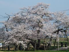 会津若松の石部桜を訪ねて（福島）